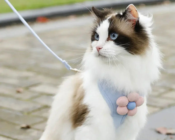 Adjustable harness and leash set for cats and small dogs, made from breathable material for comfort, safety, and full freedom of movement during walks.