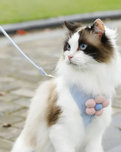 Adjustable harness and leash set for cats and small dogs, made from breathable material for comfort, safety, and full freedom of movement during walks.