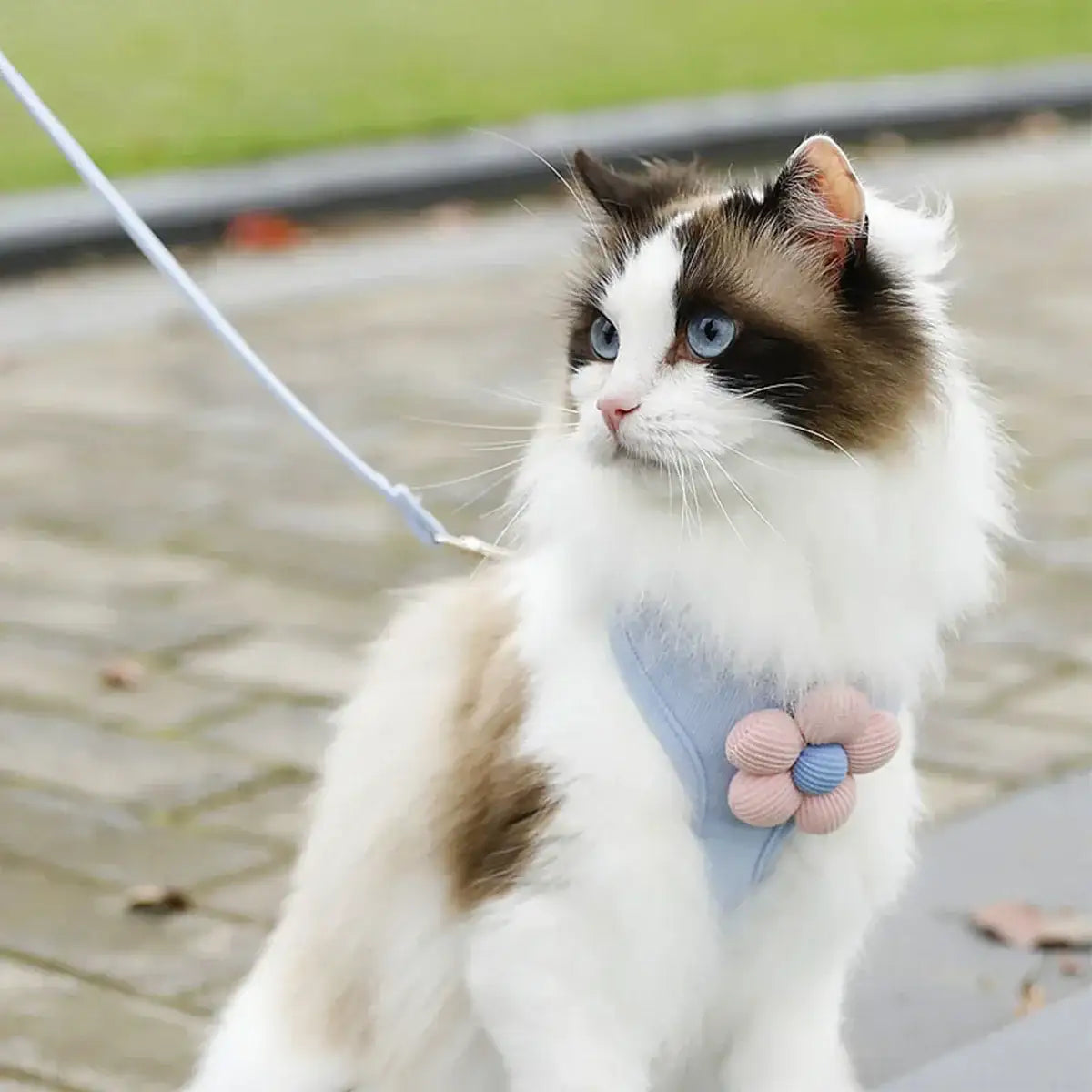 Adjustable harness and leash set for cats and small dogs, made from breathable material for comfort, safety, and full freedom of movement during walks.