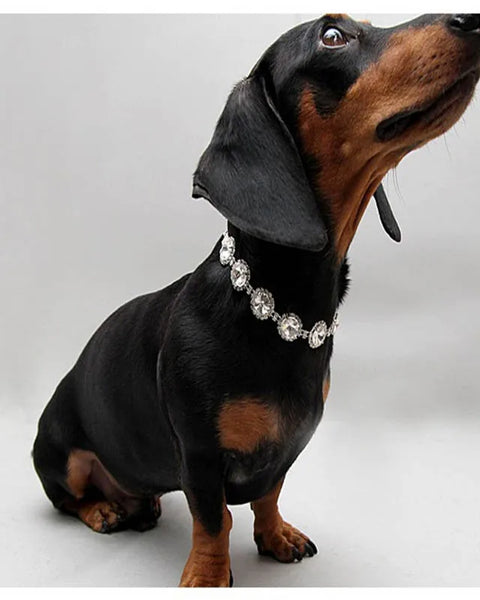 Starlight Pet Necklace