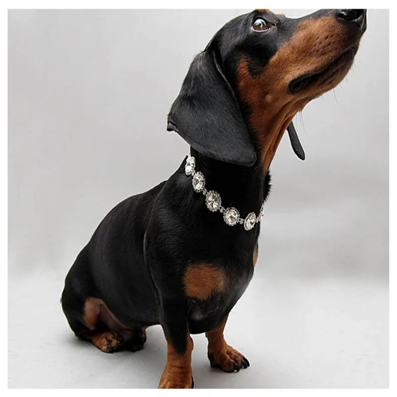 Starlight Pet Necklace