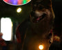 LED safety pendant for dogs and cats that improves visibility during nighttime walks and outdoor activities.
