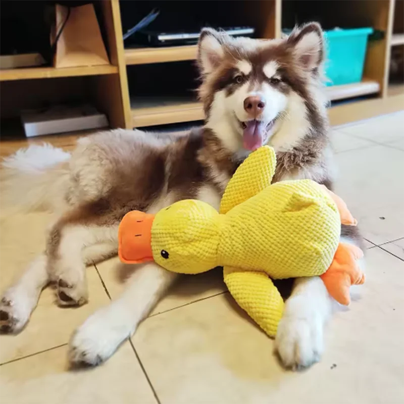 QuackPaws Adventure