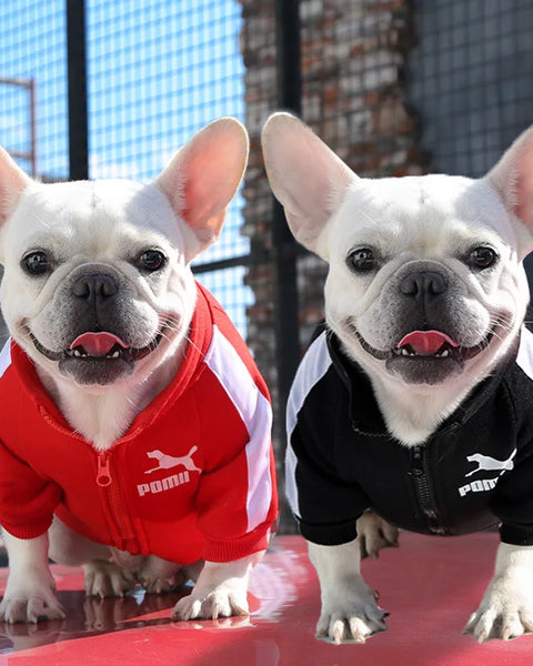 WinterPaws Baseball Jacket