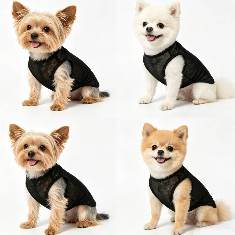 AeroPaw – Dogs & Cats