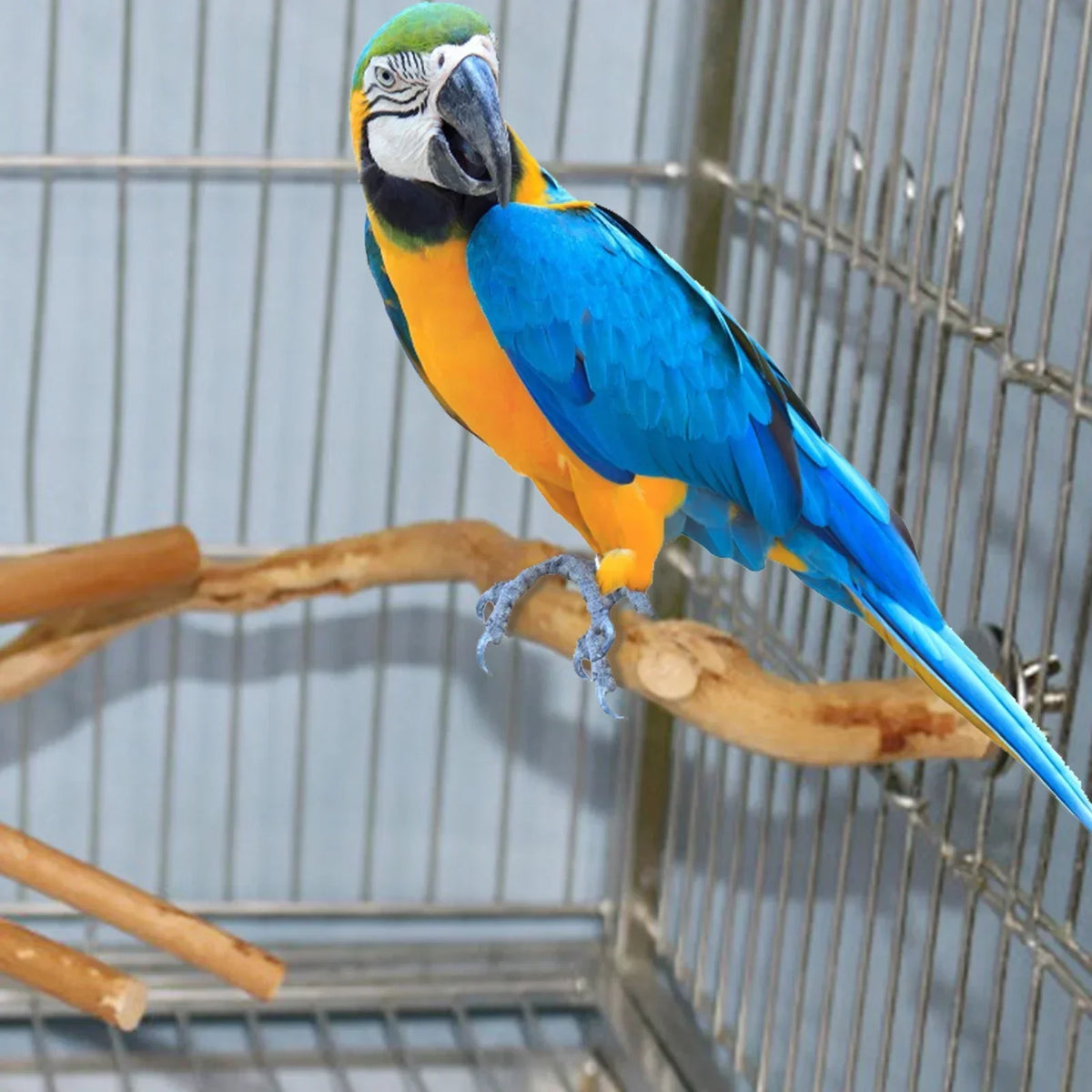 nestwood-vine-perch
