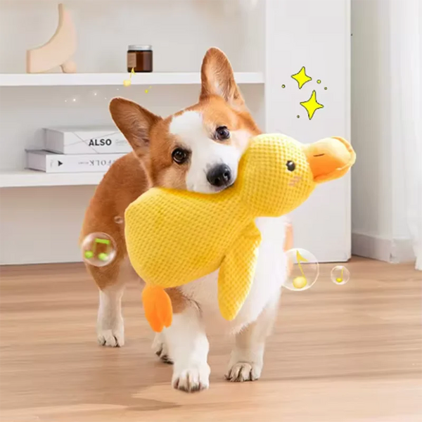 QuackPaws Adventure