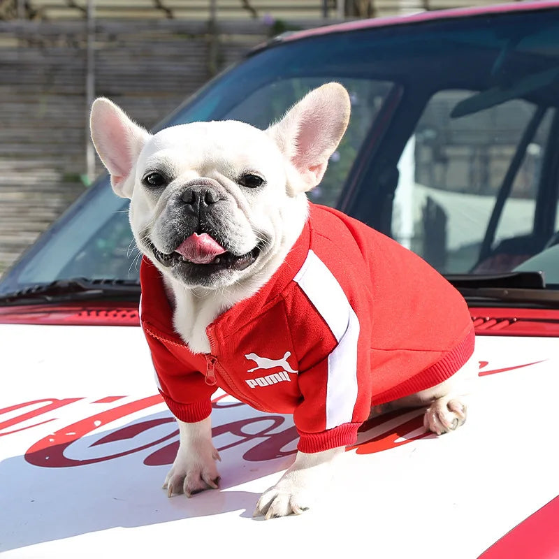 WinterPaws Baseball Jacket