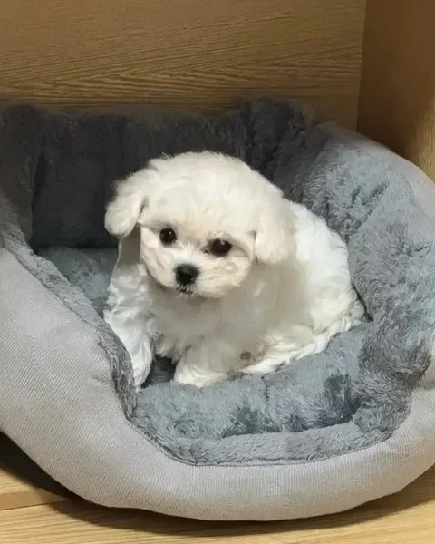 CuddleNest Premium Dog & Cat Bed