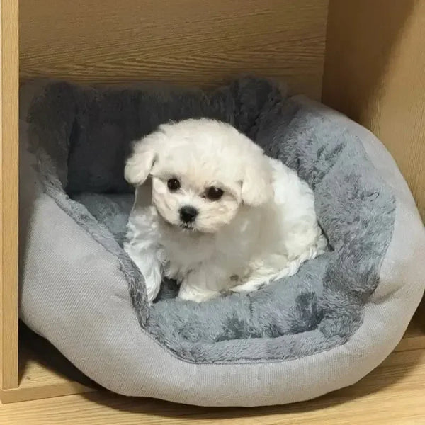 CuddleNest Premium Dog & Cat Bed