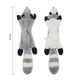  Raccoon