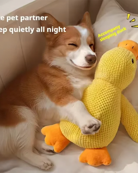 QuackPaws Adventure