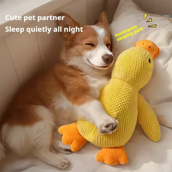 QuackPaws Adventure