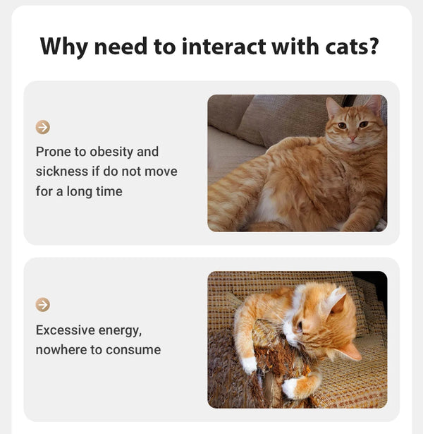 LaserMotion Pet