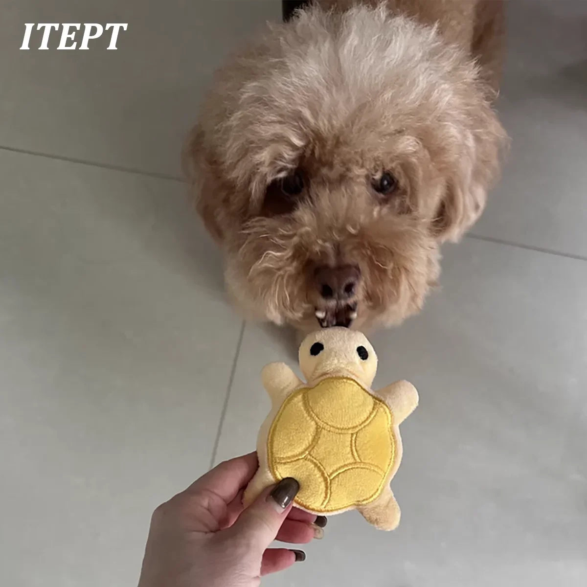TurtleBite