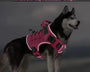 Dog Harness with Handle