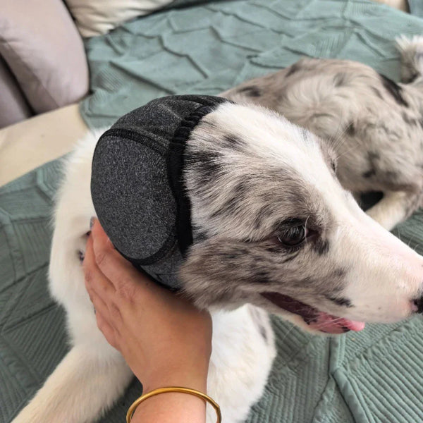 CalmGuard Dog