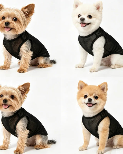 AeroPaw – Dogs & Cats