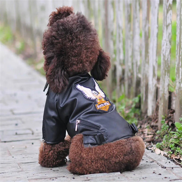 EagleStride Jacket