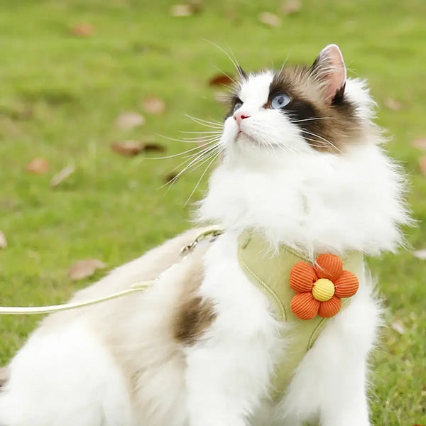 WhiskerStride