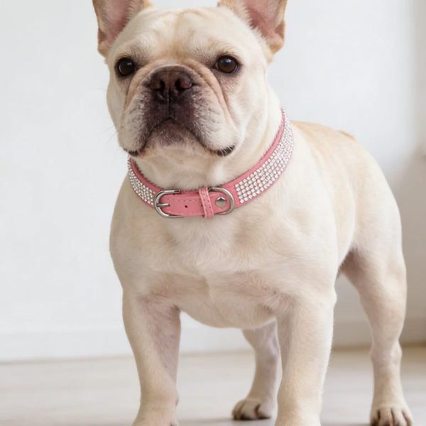 Luxe Fashion Pet Collar