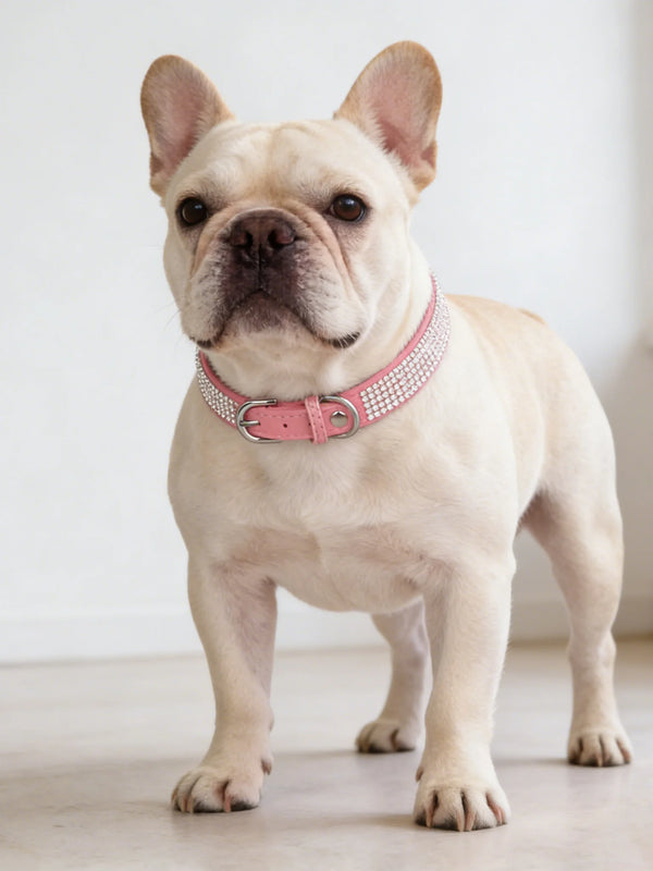 Luxe Fashion Pet Collar