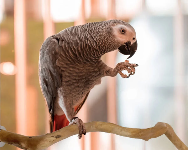 nestwood-vine-perch
