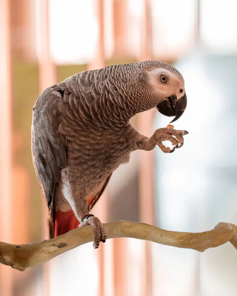 nestwood-vine-perch