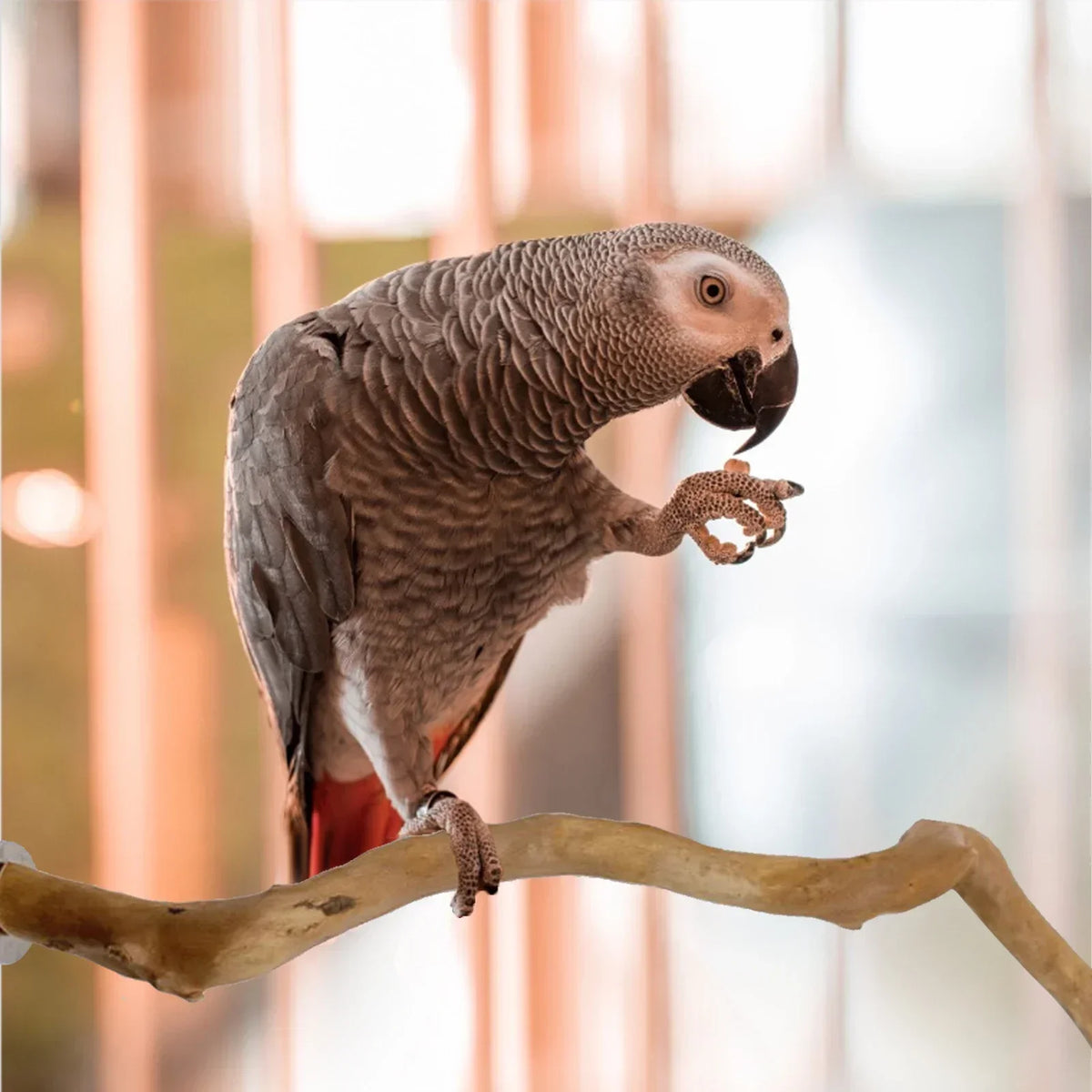 nestwood-vine-perch