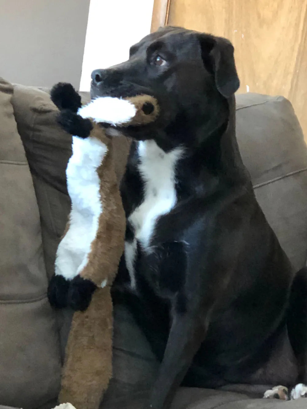 Zenvuro – Fun Dog Toy