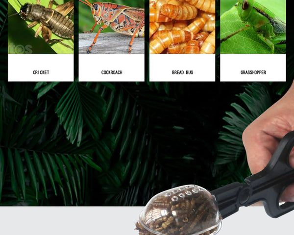 Insectraxx™ Reptile Terrarium