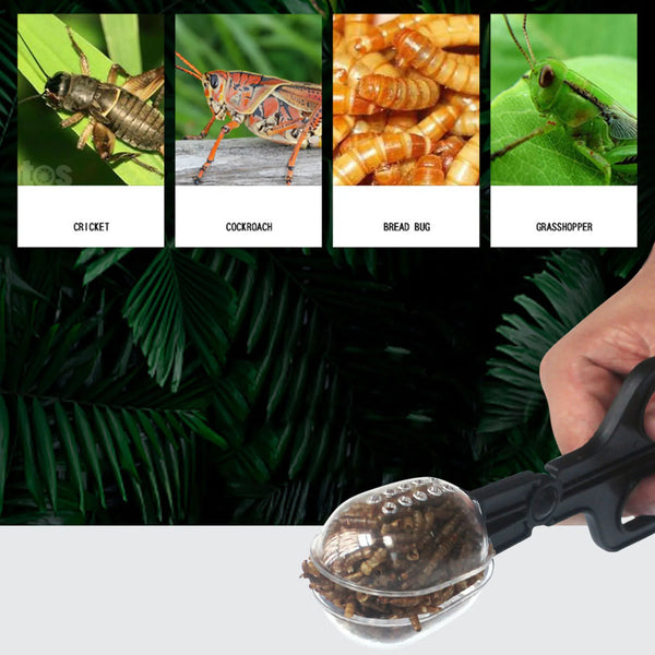 Insectraxx™ Reptile Terrarium