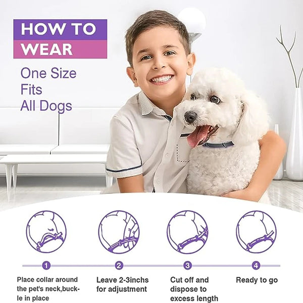 LumeCalm Collar