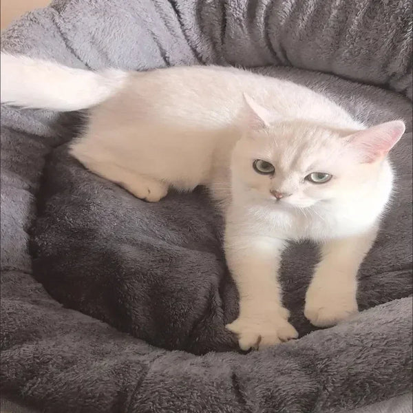 CuddleNest Premium Dog & Cat Bed