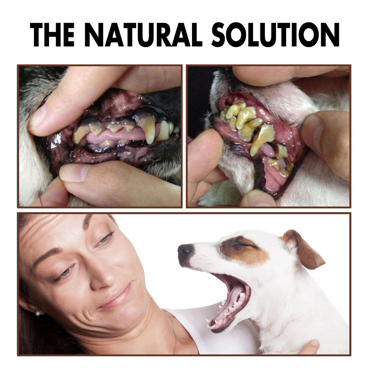 FreshPaws Dental Spray – No More Odor