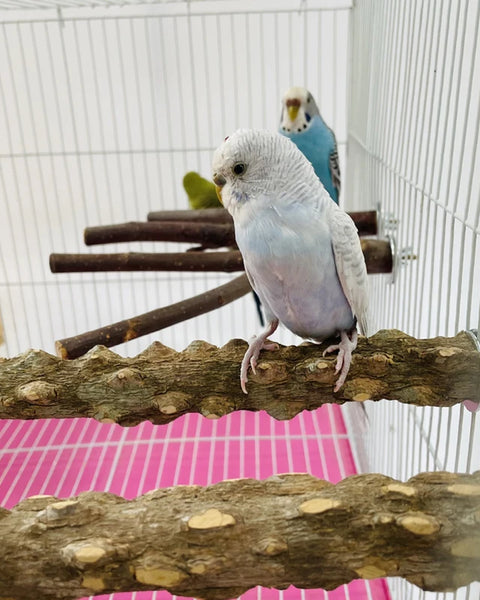 Beak&Claw Care Perch