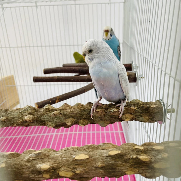 Beak&Claw Care Perch