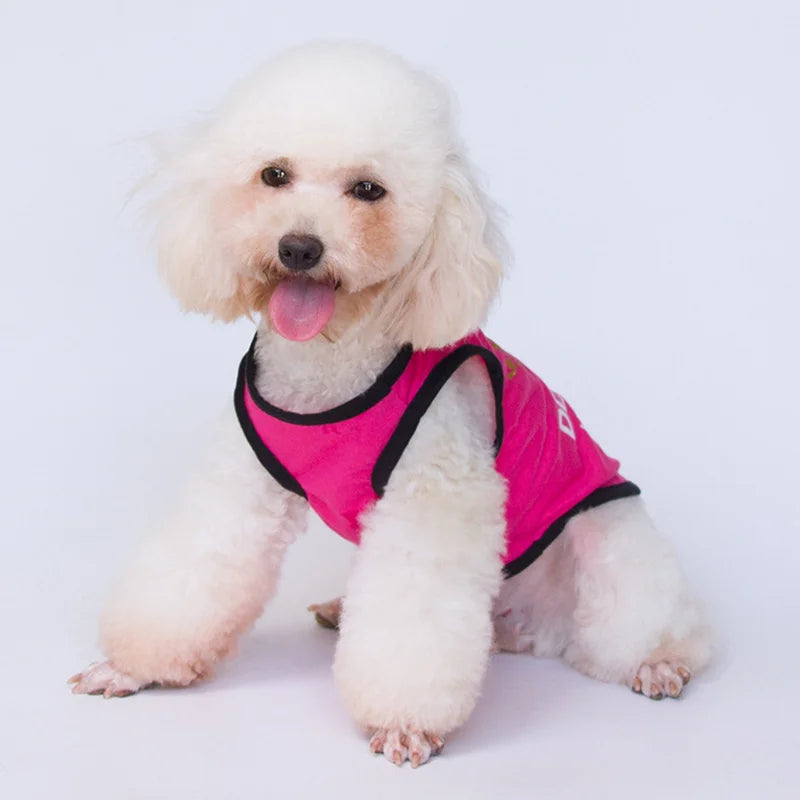 Majesty Paws Collection