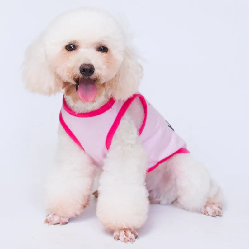 Majesty Paws Collection