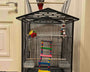 Original colorful wooden bird ladder and swing for small parrots, parakeets, and cockatiels, safe climbing, playing, and resting accessory.